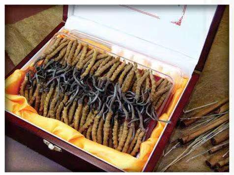 丹寨冬虫夏草回收